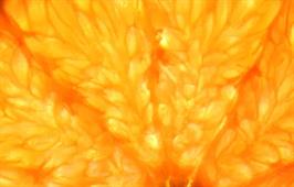 Dapacu Photography Collection