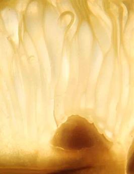 Dapacu Fruit Photography 2021