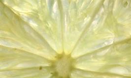 Dapacu Fruit Photography