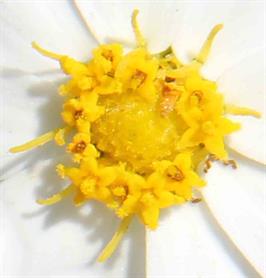 DAPACU Flora Photography