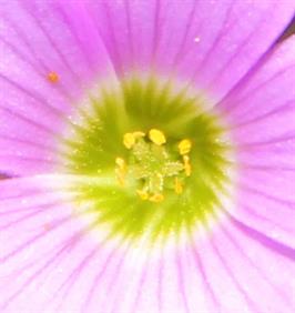 DAPACU Flora Photography