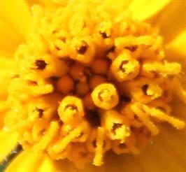 DAPACU Flora Photography