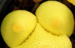 DAPACU Flora Photography