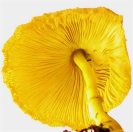 DAPACU Flora Photography