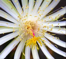 DAPACU Flora Photography