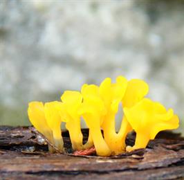 DAPACU Flora Photography